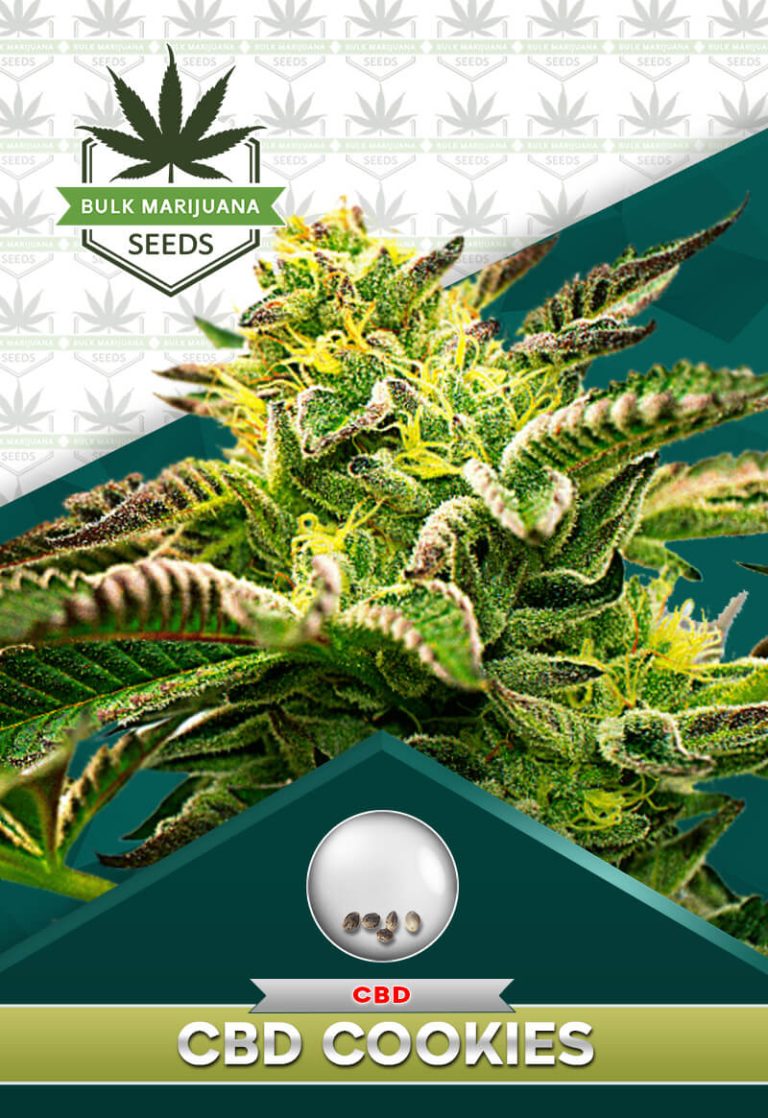 CBD Cookies Strain