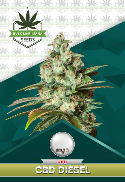 CBD Diesel Strain