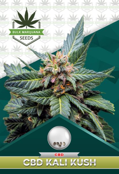 CBD Kali Kush