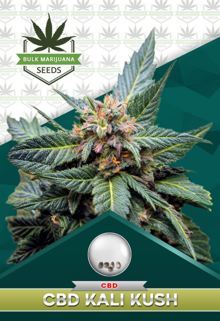 CBD Kali Kush