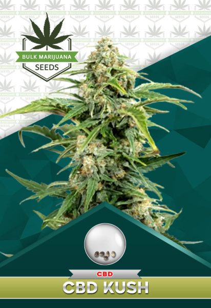 CBD Kush