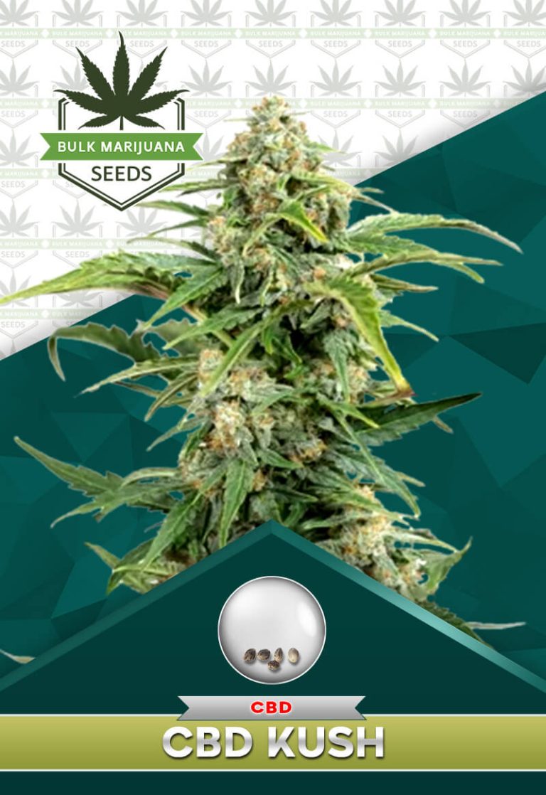 CBD Kush
