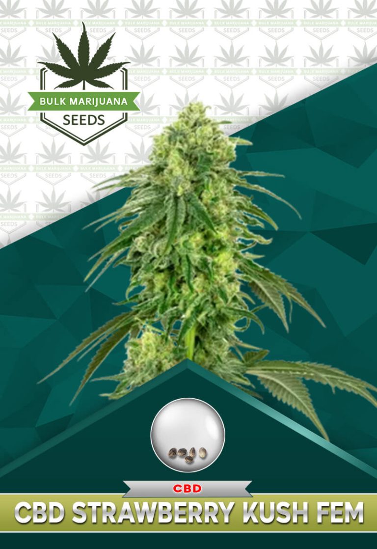 CBD Strawberry Kush Feminized