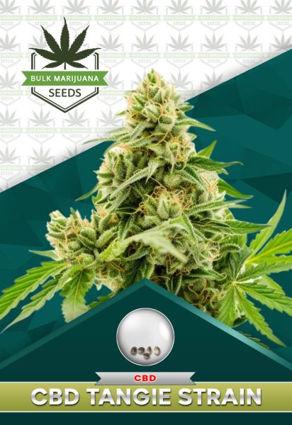 CBD Tangie Strain