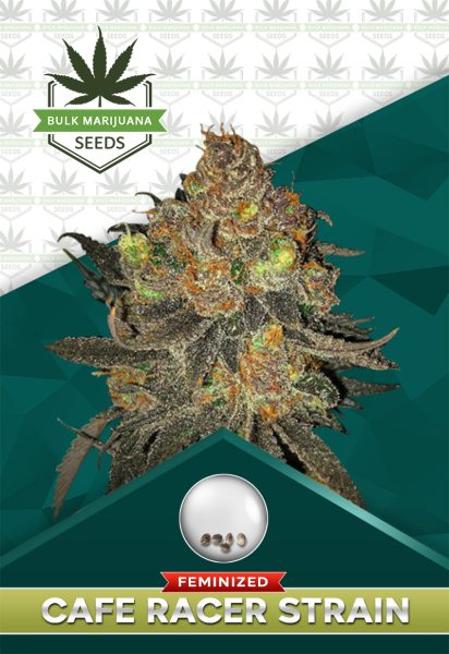 Cafe Racer Strain Feminized