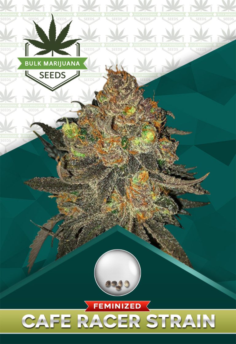 Cafe Racer Strain Feminized