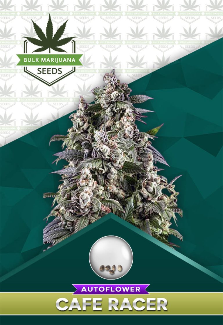 Cafe Racer Strain Autoflowering