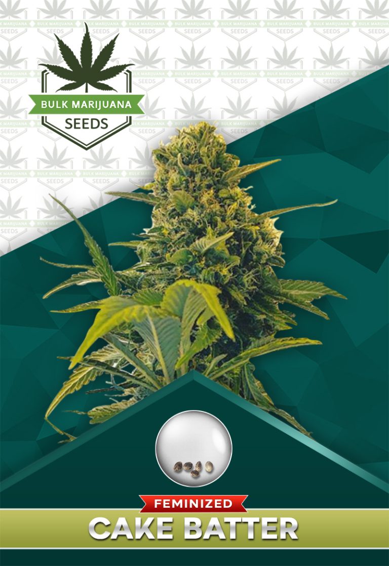 Cake Batter Strain Feminized