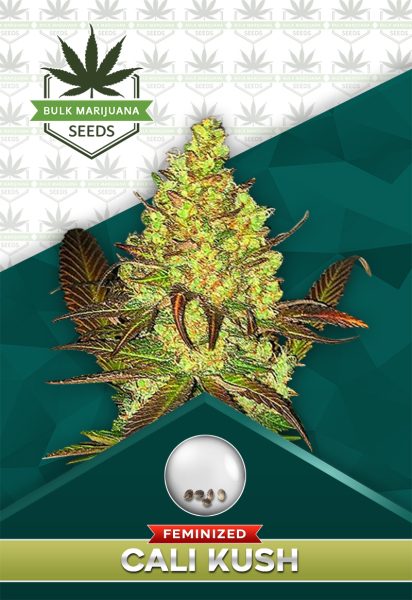 Cali Kush Feminized