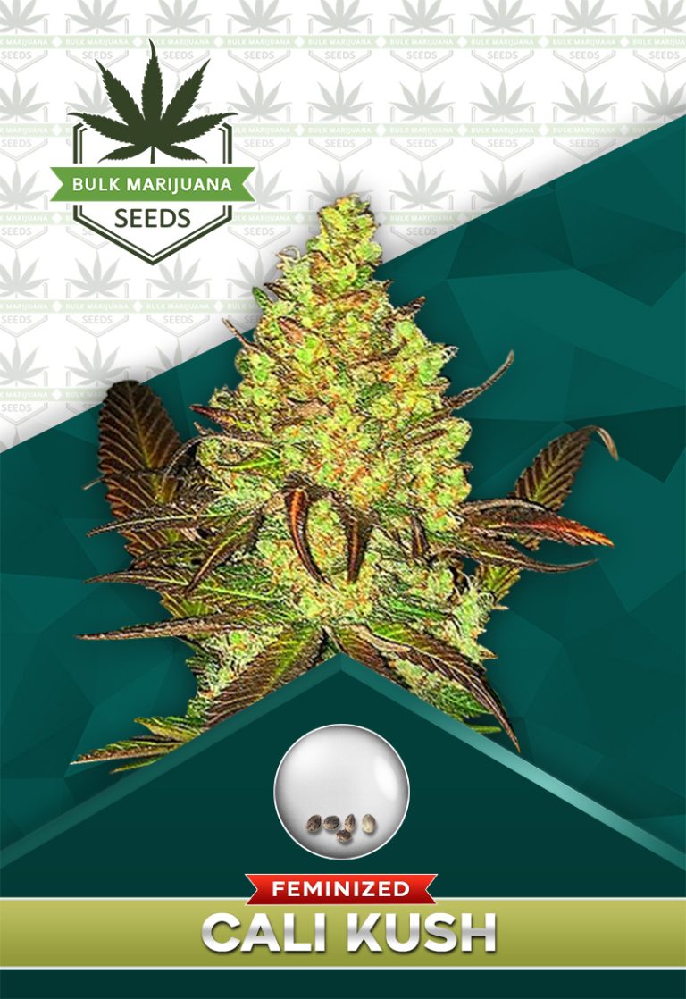 Cali Kush Feminized