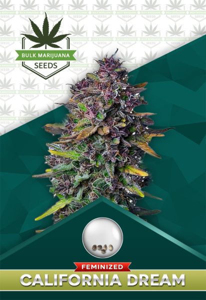 California Dream Strain Feminized