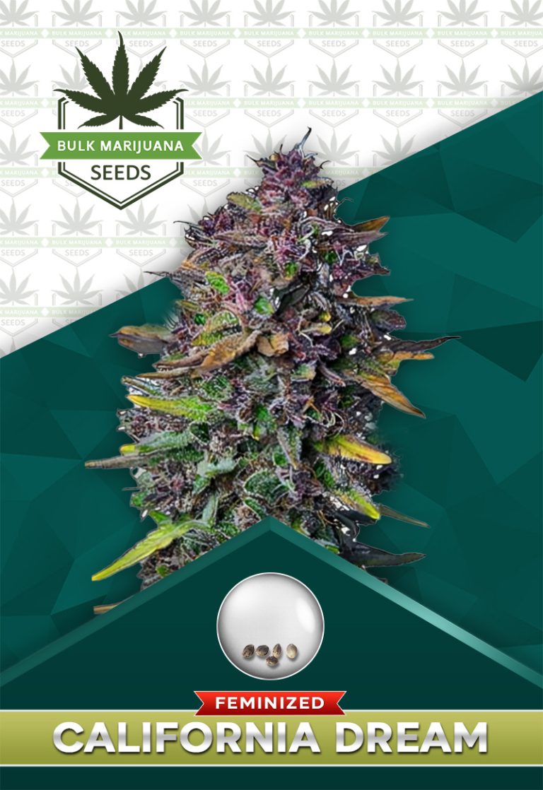 California Dream Strain Feminized