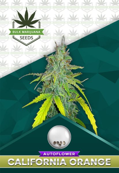 California Orange Strain Autoflowering