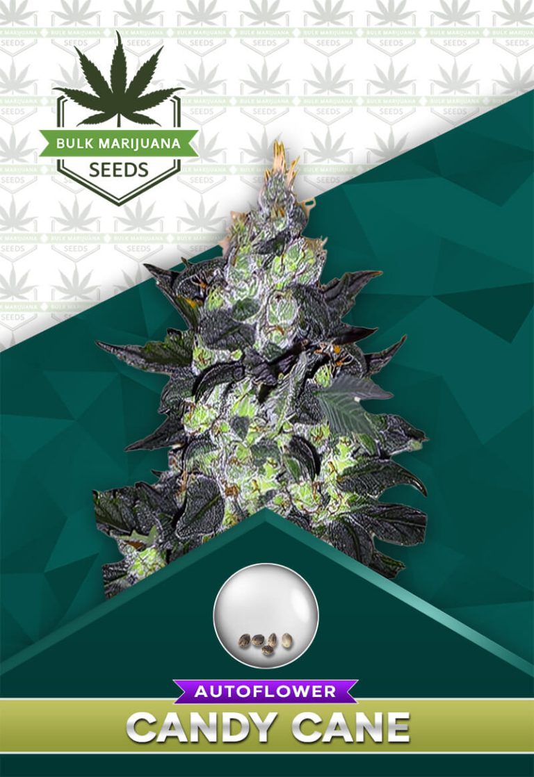 Candy Cane Strain Autoflowering