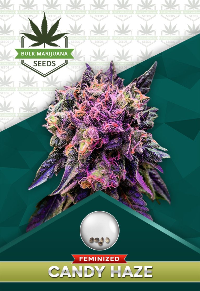 Candy Haze Feminized