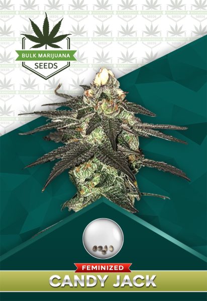 Candy Jack Strain Feminized