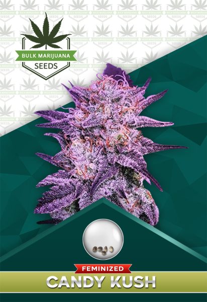 Candy Kush Feminized