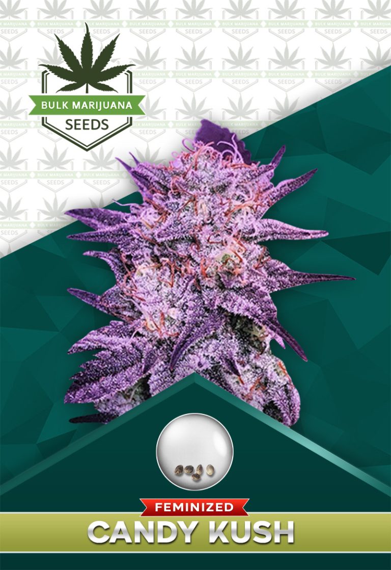 Candy Kush Feminized