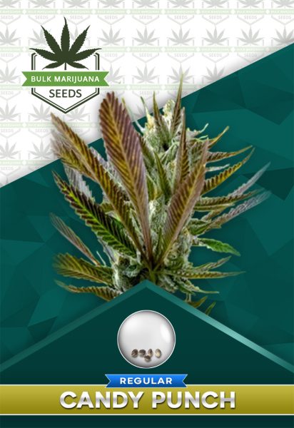 Candy Punch Strain Regular Marijuana Seeds