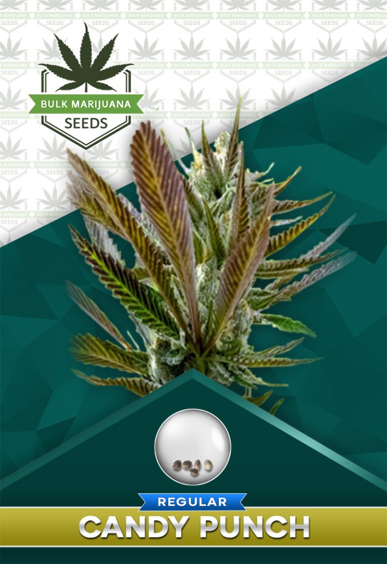 Candy Punch Strain Regular Marijuana Seeds