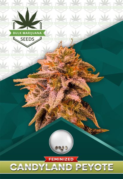Candyland Peyote Strain Feminized