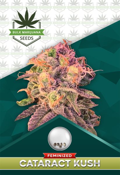 Cataract Kush Feminized