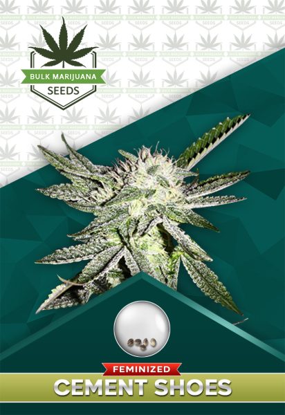 Cement Shoes Strain Feminized