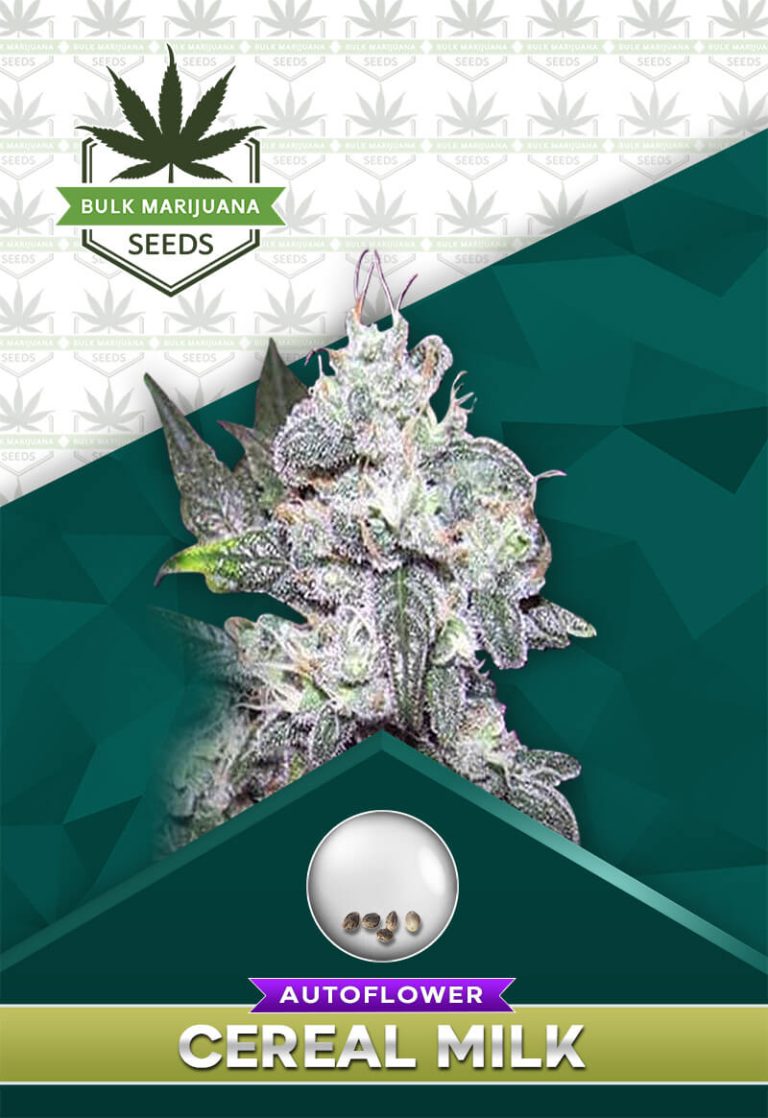 Cereal Milk Strain Autoflowering