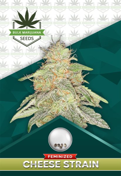Cheese Feminized