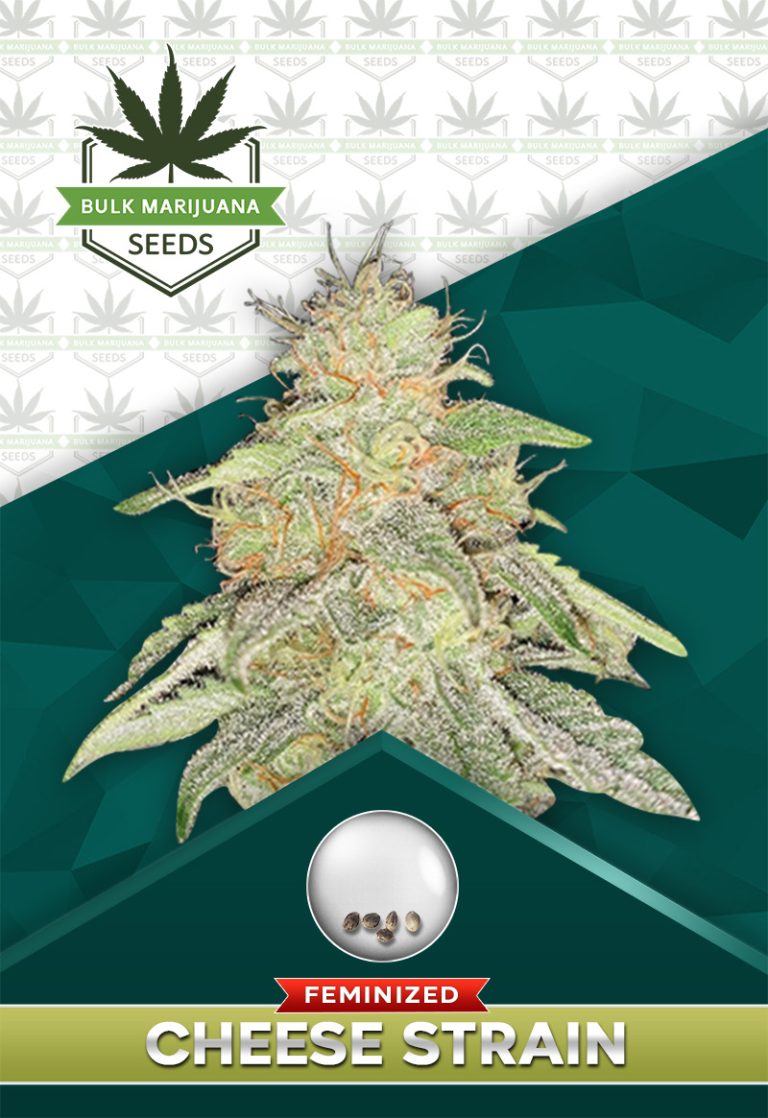 Cheese Feminized