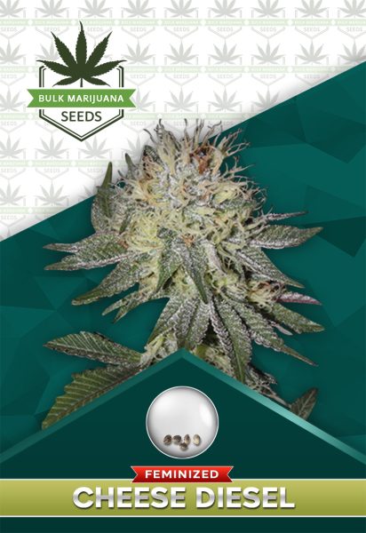 Cheese Diesel Strain Feminized