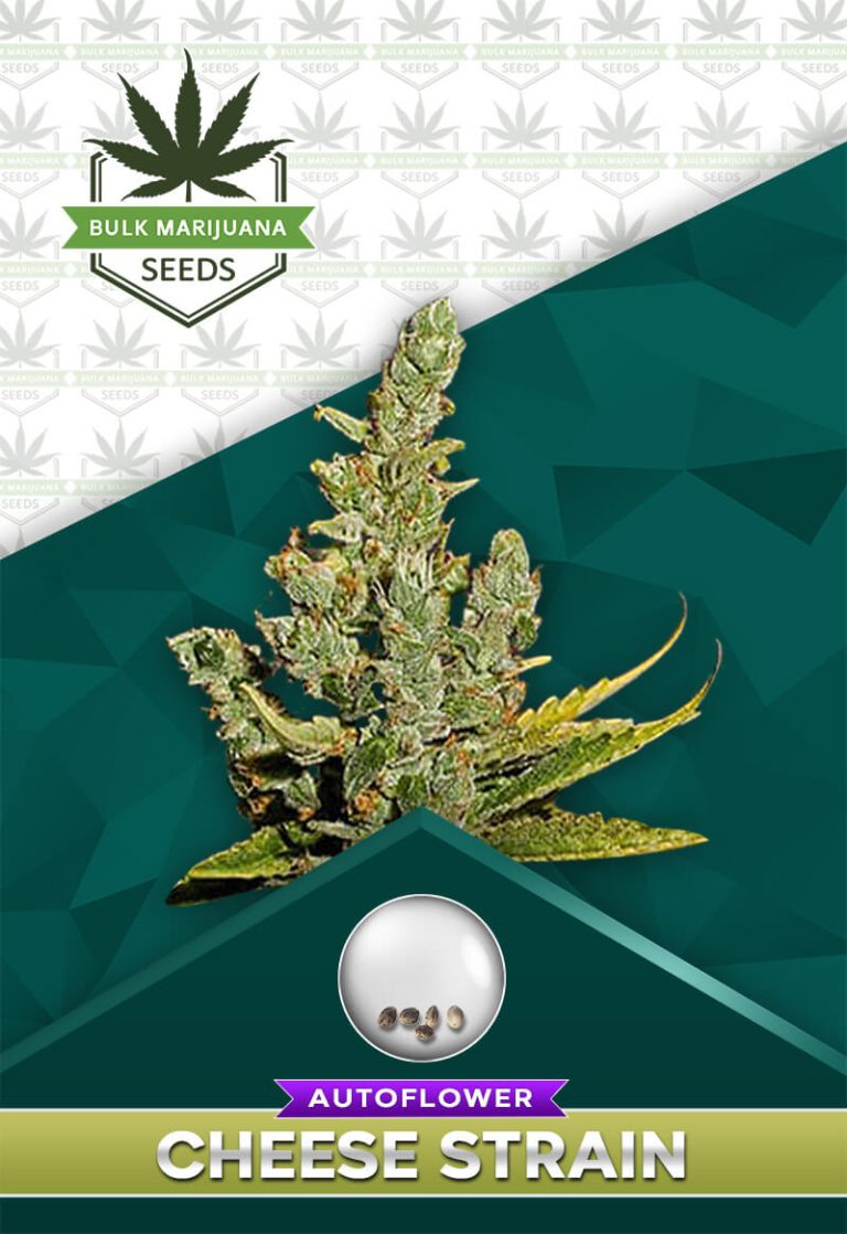 Cheese Strain Autoflower