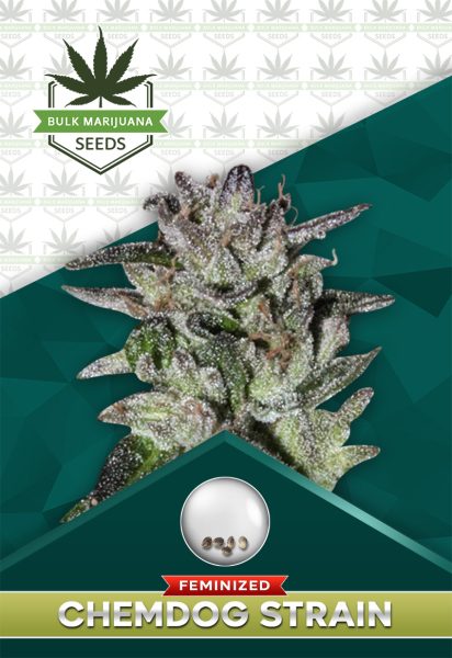 Chemdog Strain Feminized