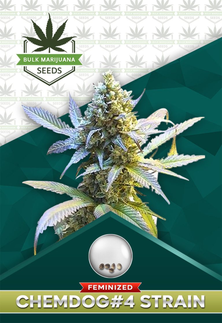 Chemdawg #4 Strain Feminized