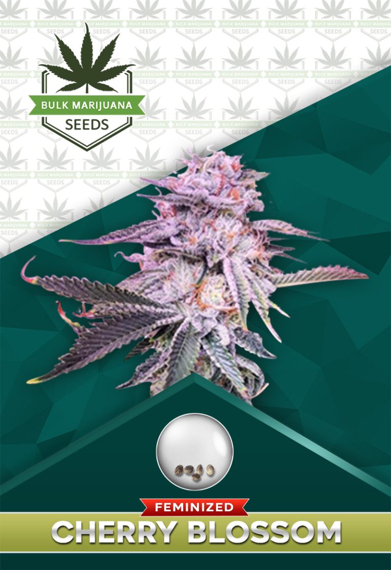 Cherry Blossom Strain Feminized