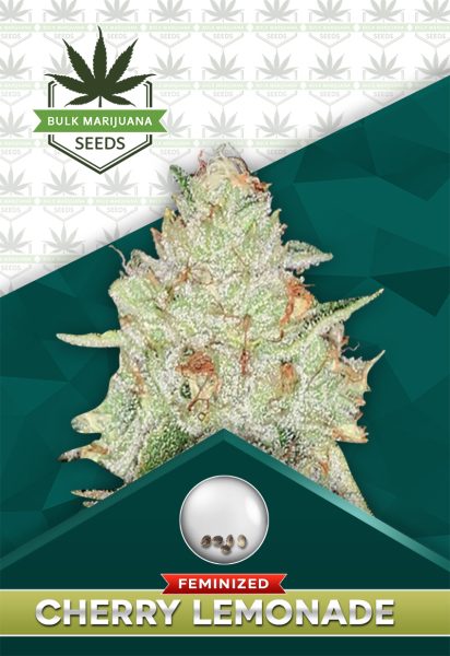 Cherry Lemonade Strain Feminized