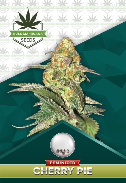 Cherry Pie Strain Feminized