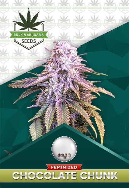 Chocolate Chunk Strain Feminized