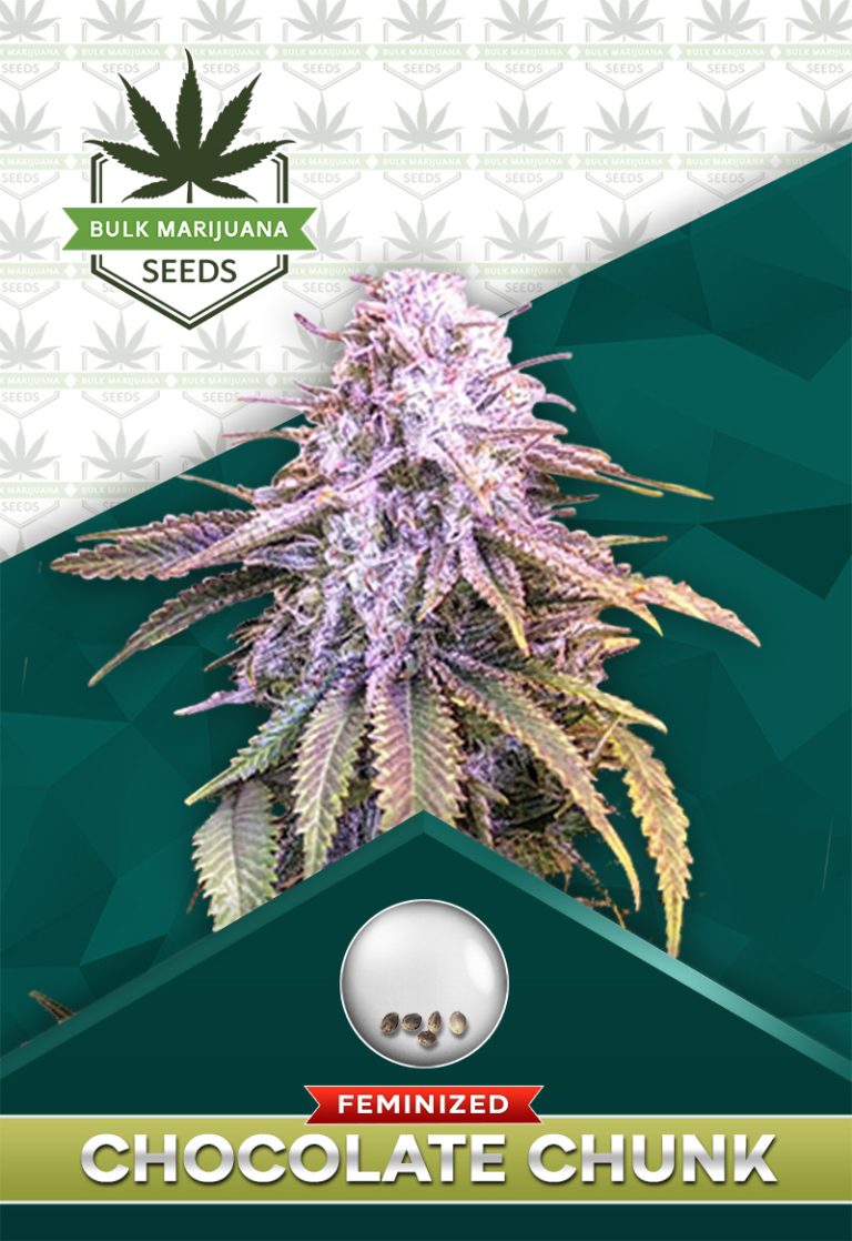 Chocolate Chunk Strain Feminized