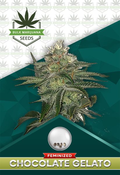 Chocolate Gelato Strain Feminized
