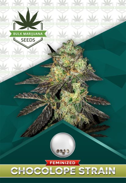 Chocolope Strain Feminized