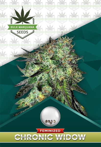 Chronic Widow Strain Feminized