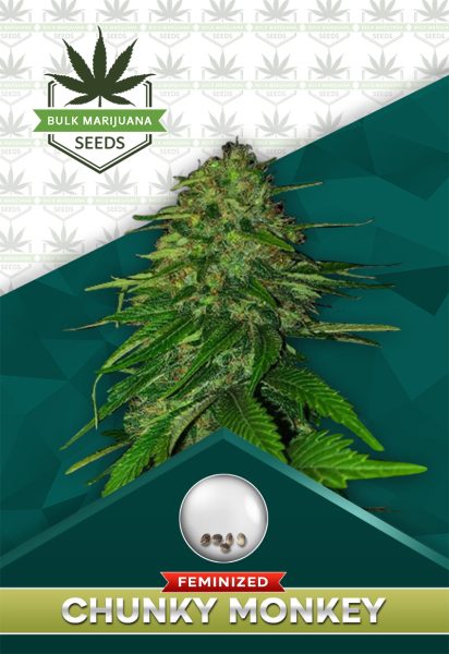 Chunky Monkey Strain Feminized