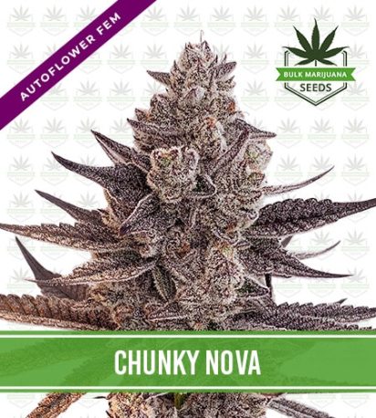 Chunky Nova Strain Autoflowering