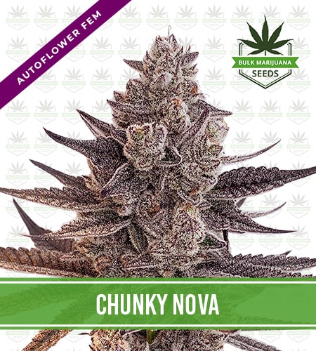 Chunky Nova Strain Autoflowering