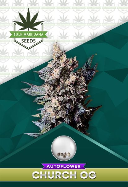 Church OG Strain Autoflowering