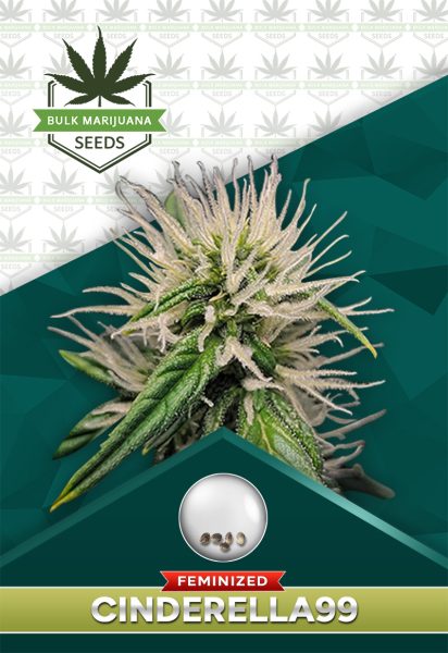Cinderella 99 Strain Feminized