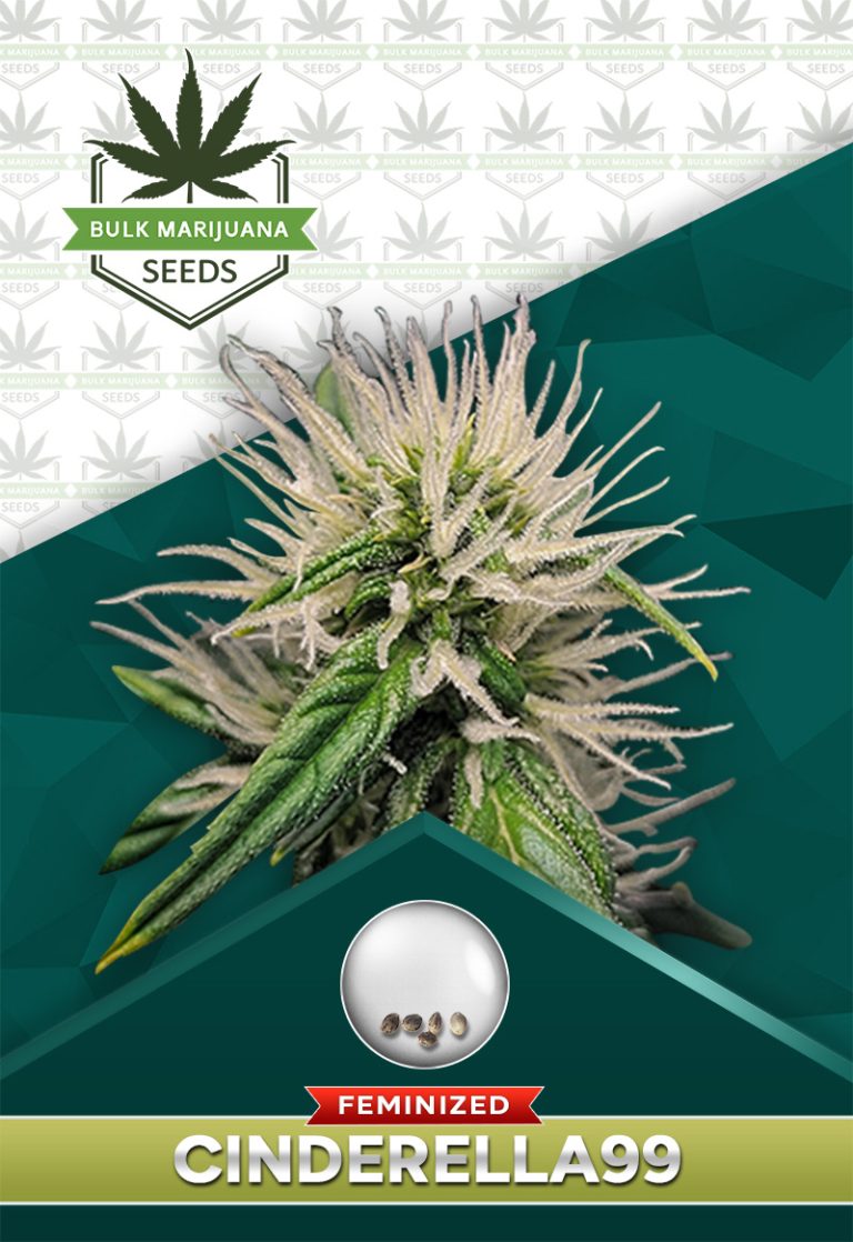 Cinderella 99 Strain Feminized