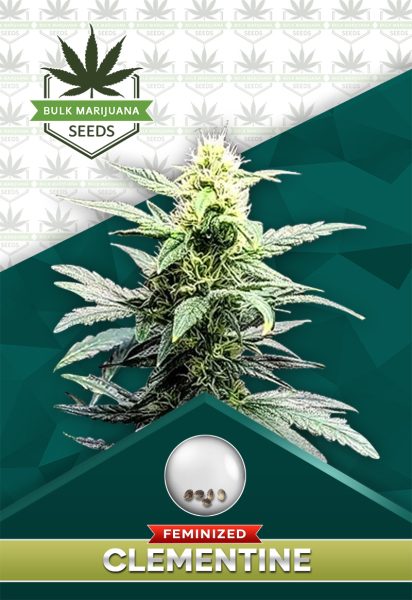 Clementine Strain Feminized