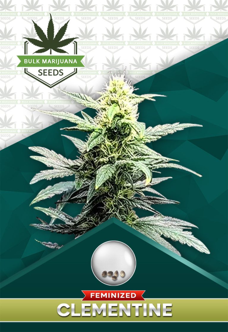 Clementine Strain Feminized